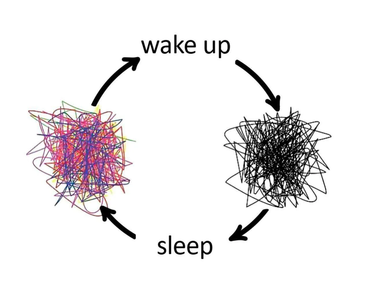 a circular diagram going in a loop between
"wake up"
scribbling of a black line into the rough shape of a ball
"sleep"
scribbling of colored lines into the same rough ball shape
then back to "wake up" again