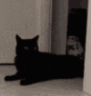 :catgrab: