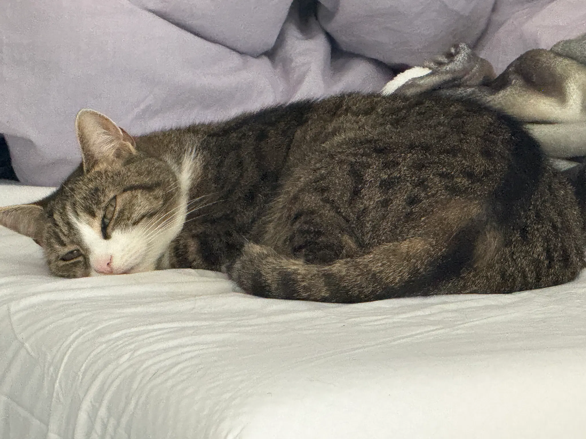 a black/brown cat laying on white bed sheets, with her head pointed at the camera. she is very close to falling asleep