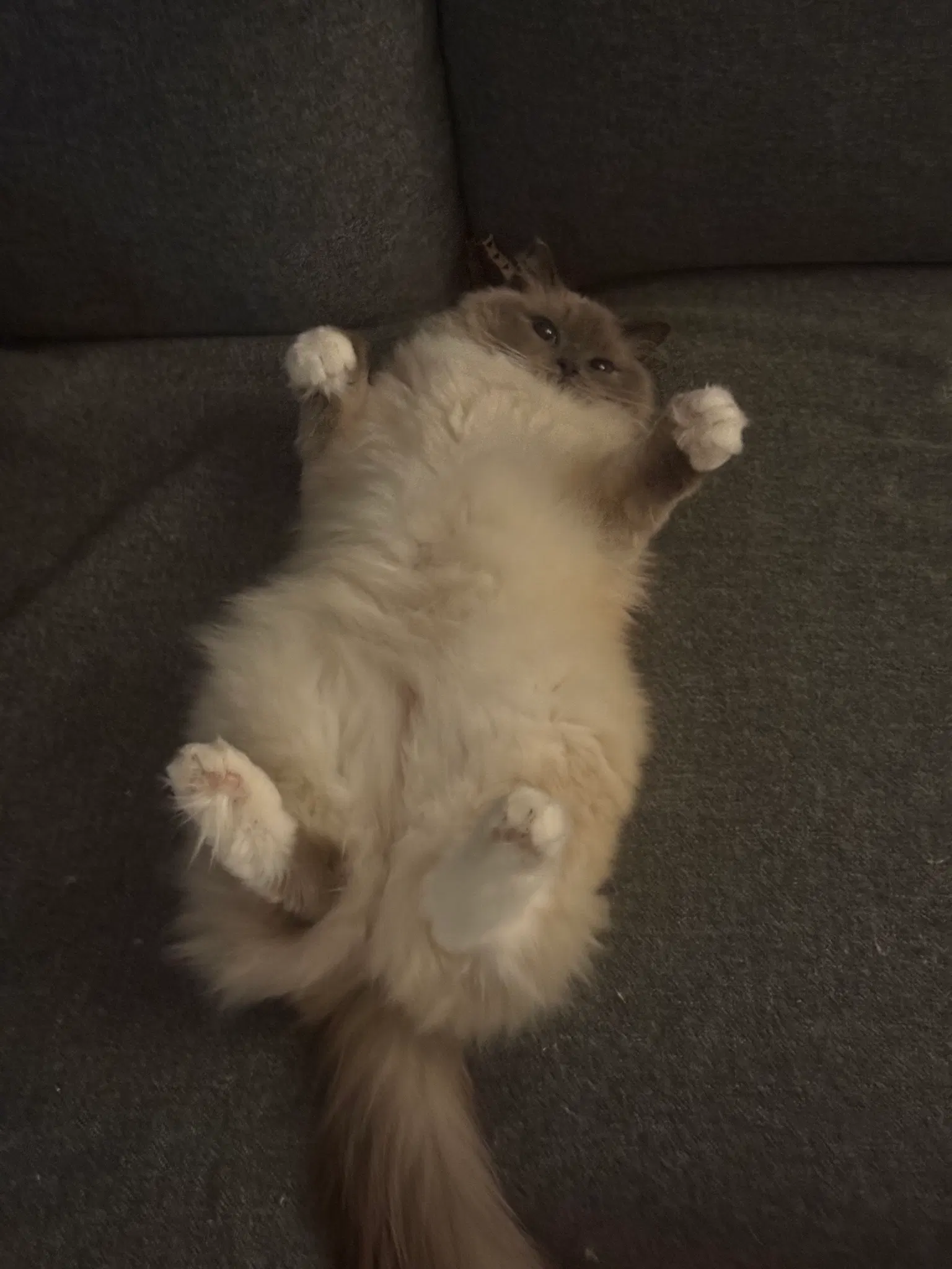 a photograph of tussan, a beige cat lying on her back between two couch cushions, with all four paws up in the air, she has a tired expression on her face
